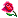 rose rose