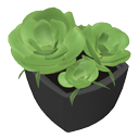 Succulent plant