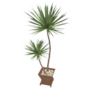 Yucca