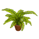 Boston fern