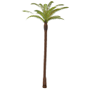 Palm tree