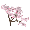 Peach blossom