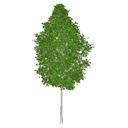 Quaking Aspen